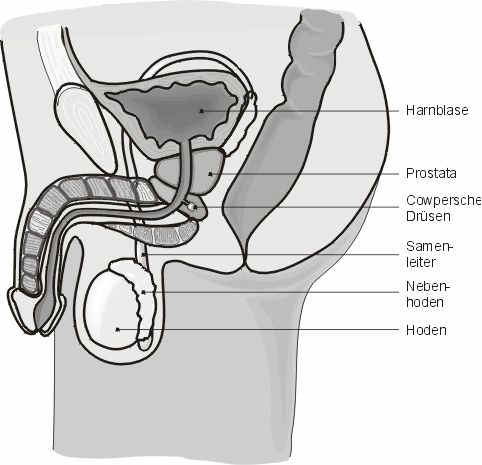 Querschnitt mnnliche Sexualorgane