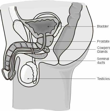 Cross-section of male sexual organs