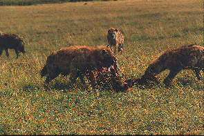 Hynen fressen ein totes Gnu. Hyenas feeding on a dead wildebeast.