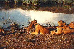 Eine spielende Lwenfamilie am Wasser. Lion family at play.