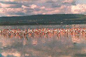 Flamingos am Manyarasee. Flamingos at Lake Manyara.