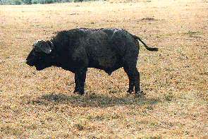 Ein Kaffernbüffel. A cape buffalo.