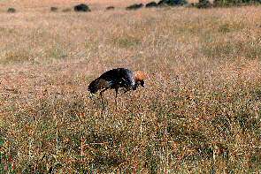Ein Kronenkranich. A crowned crane.
