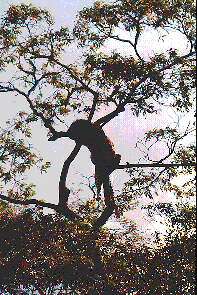 Ein schlafender Leopard im Baum. Sleepling leopard in a tree.