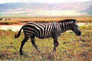 Ein Steppenzebra. A grevy zebra.