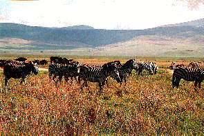 Zebraherde im Ngorongoro Krater. Herd of zebras in the Ngorongoro crater.