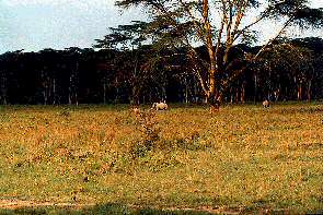 Eine Breitmaulnashornfamilie. White rhino family.