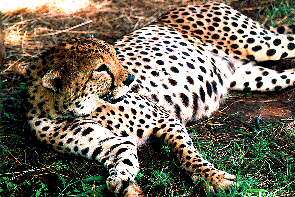 Ein faulenzender Gepard. A resting cheetah.