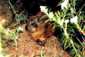 Ein Klippschliefer. A rock hyrax.