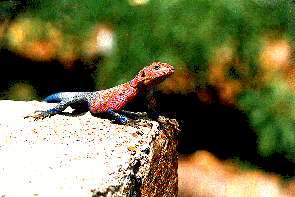 Eine Siedleragame sonnt sich. A rock agama taking a sun bath.