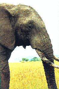 Ein freundlicher Dickhuter. A friendly elephant.