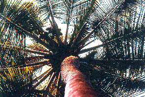 Eine Kokospalme. A coconut palm.