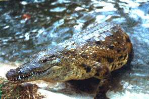 Krokodil in Mamba Village. A crocodile at Mamba Village.