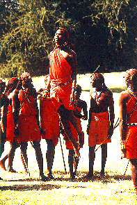 Massai Krieger beim Tanz. Massai warriors dancing.