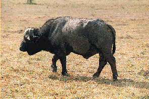 Ein Kaffernbffel. A cape buffalo.
