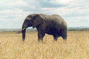 Ein afrikanischer Elefantenbulle. An african bull elephant.