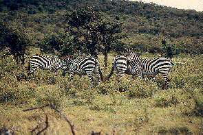 Steppenzebras beim Grasen. A herd of grazing grevy zebras.
