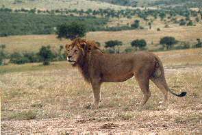 Ein junges Lwenmnnchen. A young male lion.