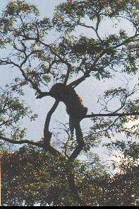 Ein Leopard im Gest. A leopard on a tree.