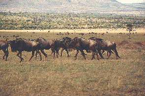 Eine Weibartgnuherde. A herd of wildebeasts.