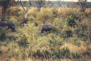 Spitzmaulnashrner im Dickicht. Black rhinos in the brush.