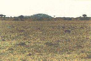 Eine Gruppe Thompson Gazellen. A herd of thompsons gazelles.