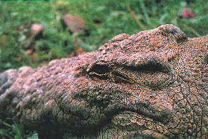 Der Kopf eines Nilkrokodils. The head of a nile crocodile.