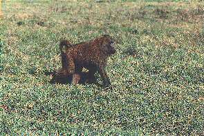 Ein junger Mantelpavian. A young baboon.
