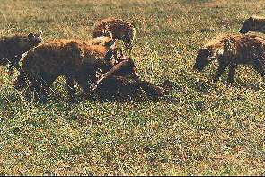 Tpfelhynen fressen ein totes Gnu. Spotted hyenas feeding on a wildebeast.