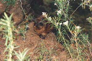 Ein Klippschliefer versteckt sich. A rock hyrax in hiding.