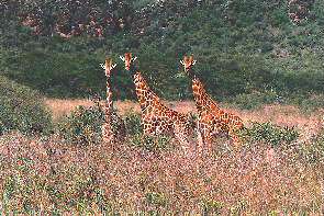 Netzgiraffen im Nakuru Nationalpark. Giraffes at the Lake Nakuru National Park.