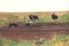 Eine Strauenfamilie. An ostrich family.