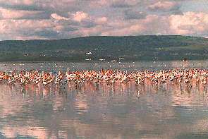 Flamingos am Nakurusee. Flaminos at Lake Nakuru.